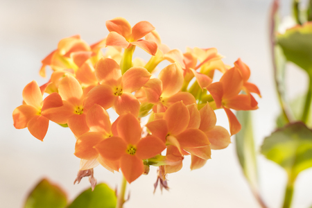 Floral background from Kalanchoe orange color, great design for any purpose. Toningの写真素材
