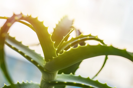Aloe vera green plant. Natural cosmetic background. Green backdrop. Copy spaceの写真素材