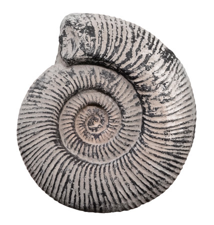 giant ammonite, a subclass of extinct cephalopods that existed from Devonian to Cretaceous. The concept of archeology and paleontology. Isolated object on a white backgroundの写真素材