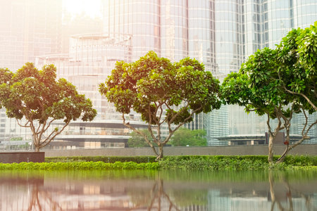Beautiful decorative trees to decorate the urban landscape. City landscapeの写真素材