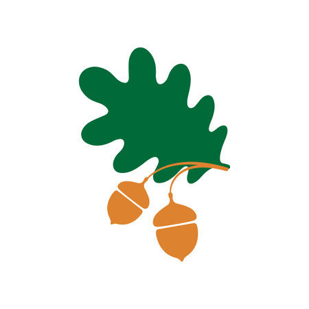 Green oak leaf and acorns on a white background.