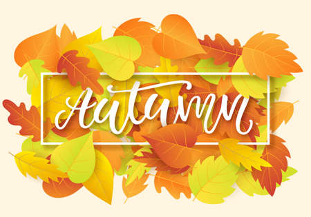 Autumn banner template with bright colorful fall leavesのイラスト素材