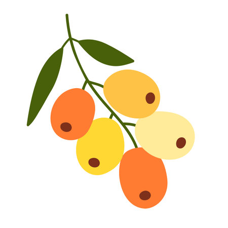 Sea buckthorn berries hand drawn illustrationのイラスト素材