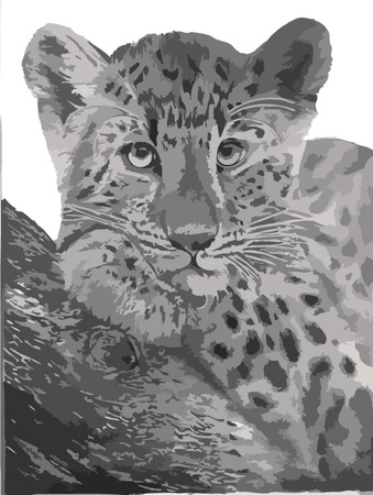 Real leopard illustration that has all the paths readyのイラスト素材