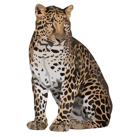 Leopardのイラスト素材