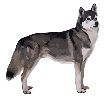 Wolfのイラスト素材