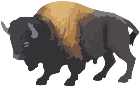 American Bisonのイラスト素材