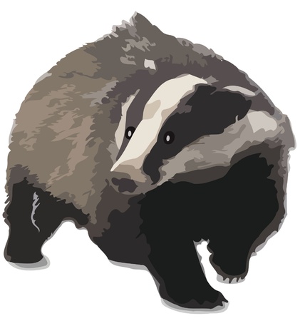 Badgerのイラスト素材