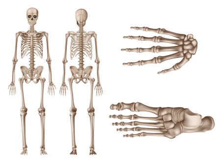 Human Skeleton, posterior and anterior views, study human anatomy concept, realistic vector illustration, on white backgroundのイラスト素材