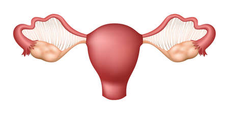 Female Ovaries - Reproductive System, Human Organs Collection, realistic vector illustration, on white backgroundのイラスト素材