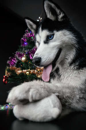 a husky dog on black Christmas backgroundの写真素材