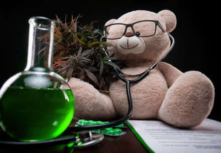 cannabis plant for medical purposes and research , creative composition with a teddy bearの写真素材