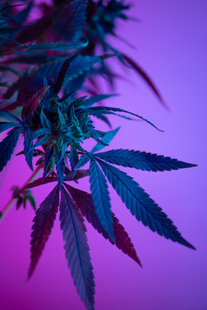marijuana bushes in neon, legal use of cannabis plants for medical purposes at homeの写真素材