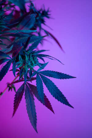 marijuana bushes in neon, legal use of cannabis plants for medical purposes at homeの写真素材