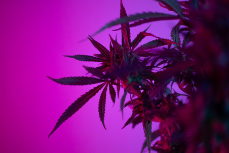 marijuana bushes in neon, legal use of cannabis plants for medical purposes at homeの写真素材