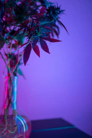 marijuana bushes in neon, legal use of cannabis plants for medical purposes at homeの写真素材