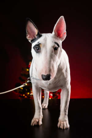 white bull terrier dog on a dark backgroundの写真素材