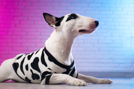 a white bull terrier in spotted dog clothes against a brick wall in neon pink and blue tonesの写真素材