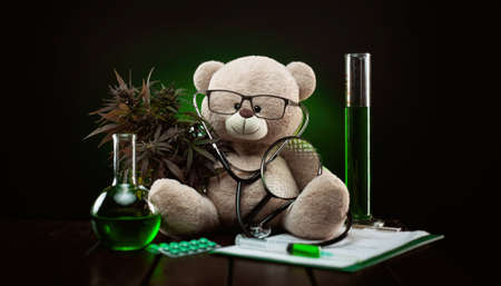 cannabis plant for medical purposes and research , creative composition with a teddy bearの写真素材