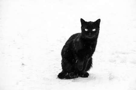 Black cat on white snow.の写真素材