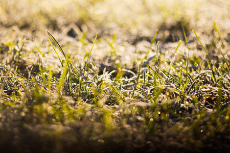 Grass backlit with sun in the morningの写真素材