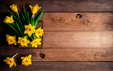 Yellow daffodils in a wooden box on a dark wooden background with copy space.の素材
