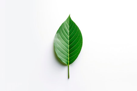 Green leaf isolated on white background with copy space for your text.の素材
