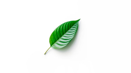 Top view of green leaf isolated on white background.の素材