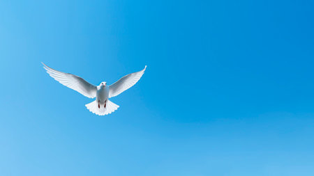 Flying seagull on blue sky background. Freedom and peace concept.の素材