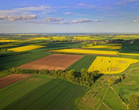 oilseed rape beautiful agriculture sky poland rapeseed yellow landscape nofilter flower flowersの写真素材