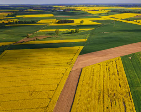 oilseed rape beautiful agriculture sky poland rapeseed yellow landscape nofilter flower flowersの写真素材