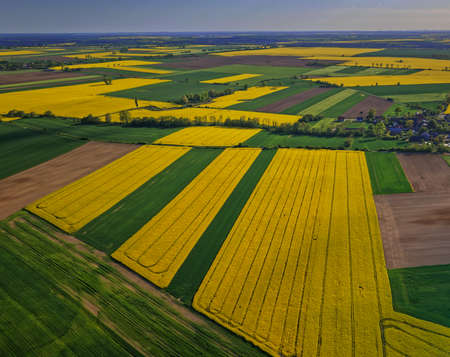 oilseed rape beautiful agriculture sky poland rapeseed yellow landscape nofilter flower flowersの写真素材