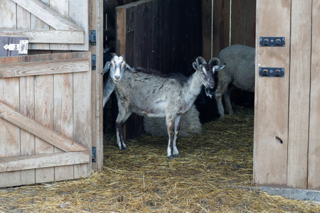 Llama in the zoo. Alpaca in the zoo.の写真素材