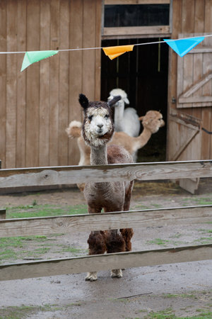 Llama and alpaca in the paddock of a farmの写真素材