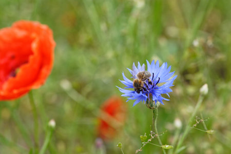 Blue cornflower (Centaurea cyanus) in the gardenの写真素材