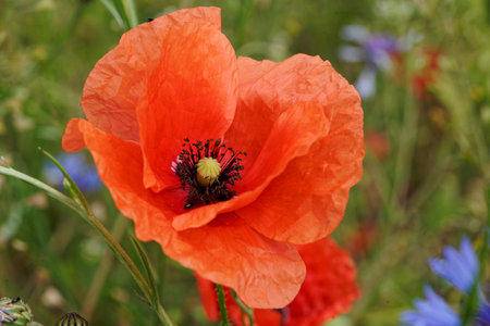 Bee on a blue cornflower (Centaurea cyanus)の写真素材