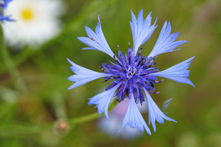 poppy flower in the field, close up of red poppy flowerの写真素材