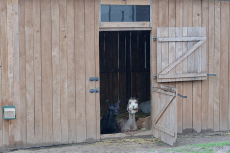 Sheep and lambs on a farm in a rural setting.の写真素材
