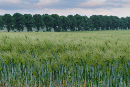 Green ears of wheat growing in a field in summer with trees in the backgroundの写真素材