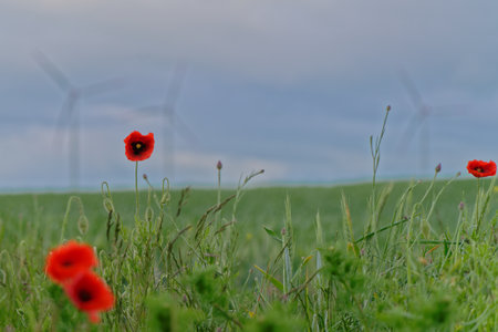 Red poppies in a green field with wind turbines in the backgroundの写真素材