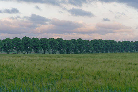 Landscape with green wheat field and trees at sunset in summer.の写真素材