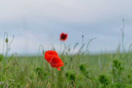 Red poppies in a field in spring. soft focus.の写真素材