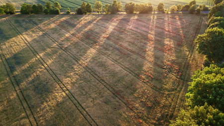 Aerial view of agricultural field with tractor tracks and sunbeamsの写真素材
