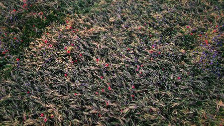 Colorful flowers in the garden in winter season. nature background.の写真素材