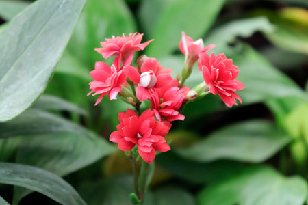 beautiful Orange Pixie Lily flower in garden