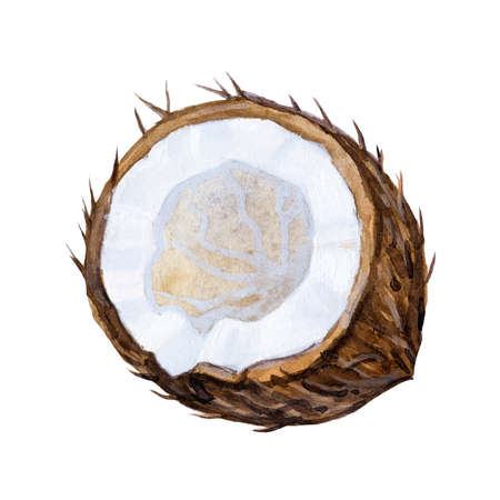 Ripe Watercolor Coconuts. Watercolor hand drawn illustration.の写真素材