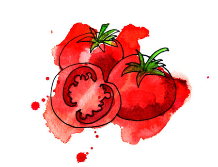 Hand drawn watercolor ingredient tomato in sketch style on white background.の写真素材