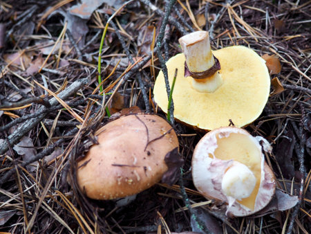 annulated boletus mushroom