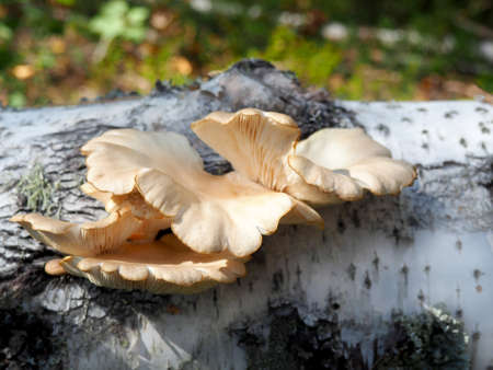 wild oyster mushroomの写真素材
