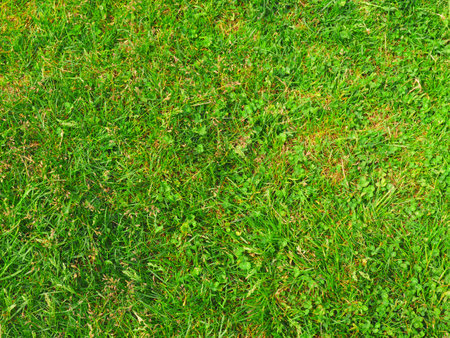 Green Grass Texture Background